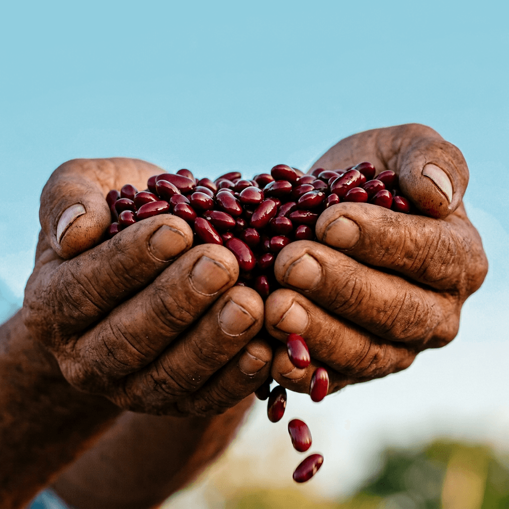 Hands holding freshly cleaned red silk beans (rojo de seda).